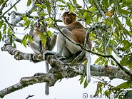 27 Female proboscis monkey