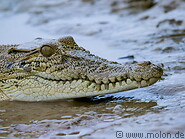 31 Crocodile