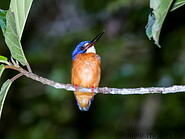 34 Azure kingfisher