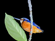 36 Azure kingfisher