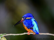 37 Azure kingfisher