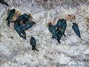 39 Black swiftlet birds
