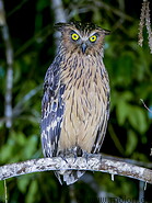 44 Tawny fish owl