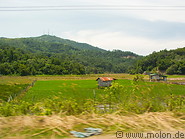 46 Rice fields along the road to Kota Kinabalu
