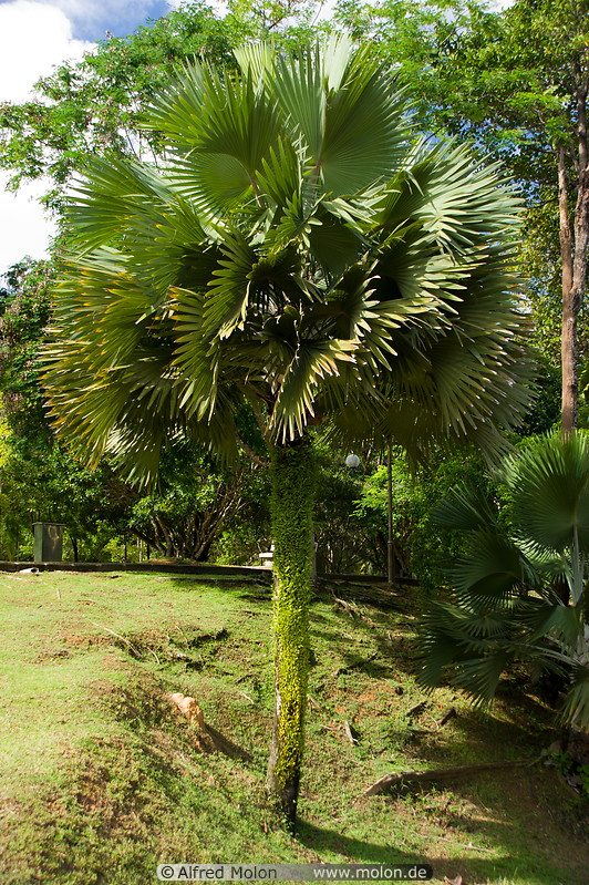 09 Palm tree