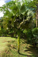 09 Palm tree