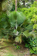 10 Palm tree