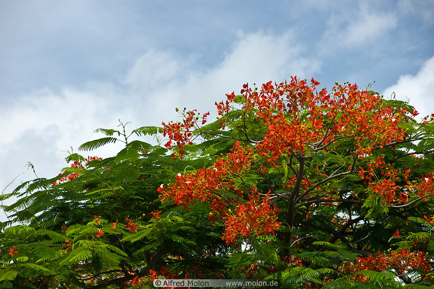 09 Royal Poinciana tree with red flowers