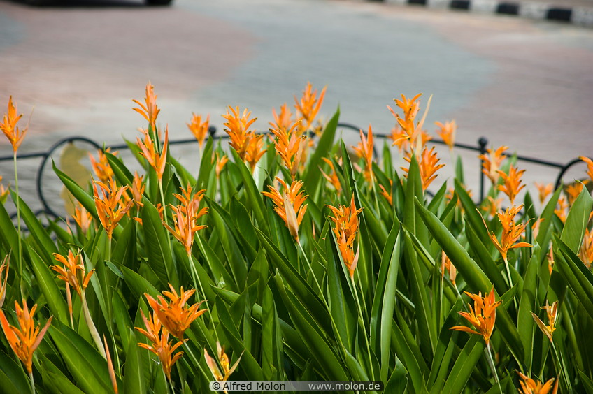 15 Orange flowers