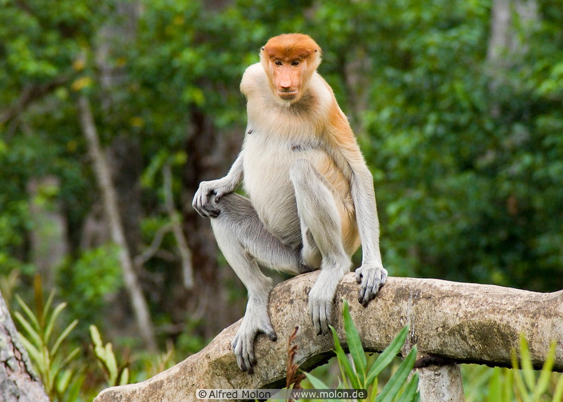 16 Female proboscis monkey