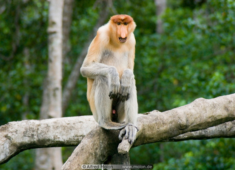 17 Male proboscis monkey