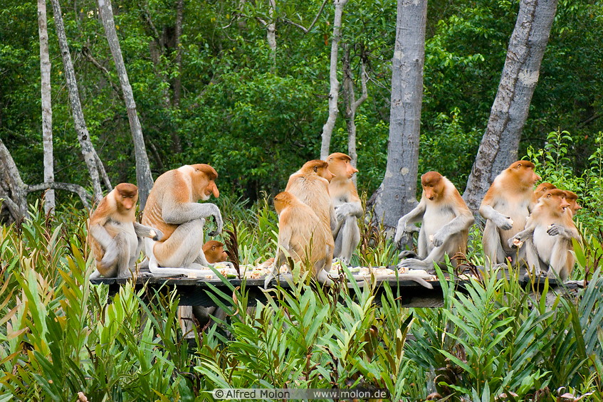 19 Proboscis monkeys feeding