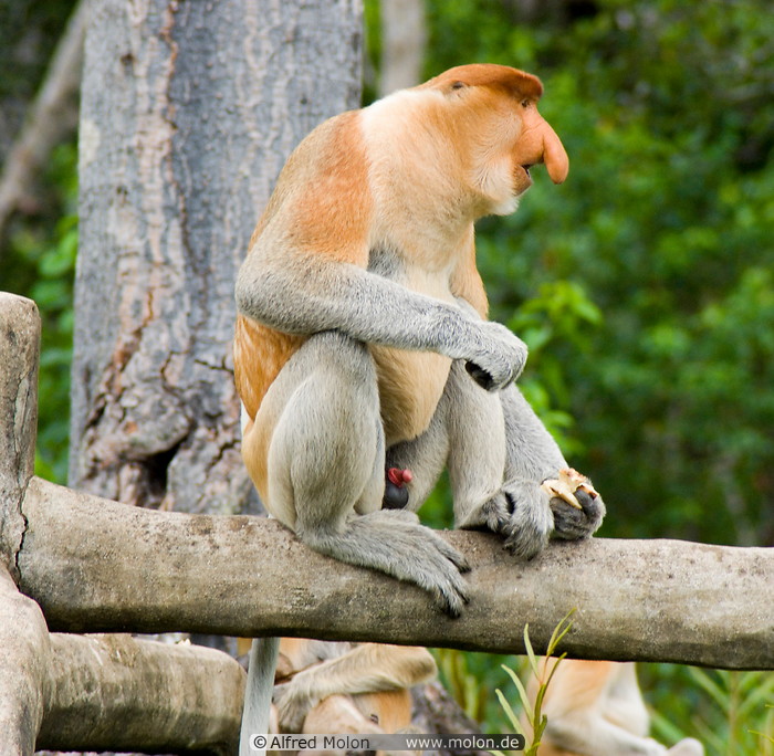 25 Male proboscis monkey