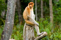 09 Proboscis monkey