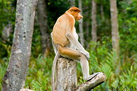 10 Proboscis monkey