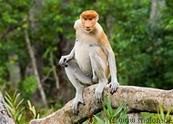 16 Female proboscis monkey