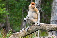 18 Female proboscis monkey