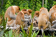 21 Proboscis monkeys feeding