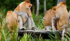 23 Proboscis monkeys feeding