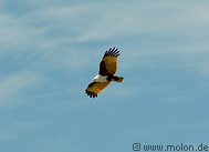 26 Flying sea eagle with white head