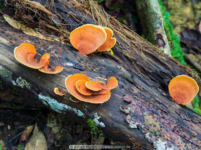 14 Orange mushrooms