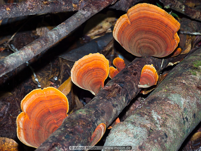 16 Orange mushrooms