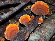 16 Orange mushrooms