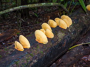 20 Yellow mushrooms