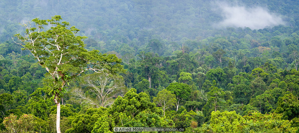06 Maliau basin forest