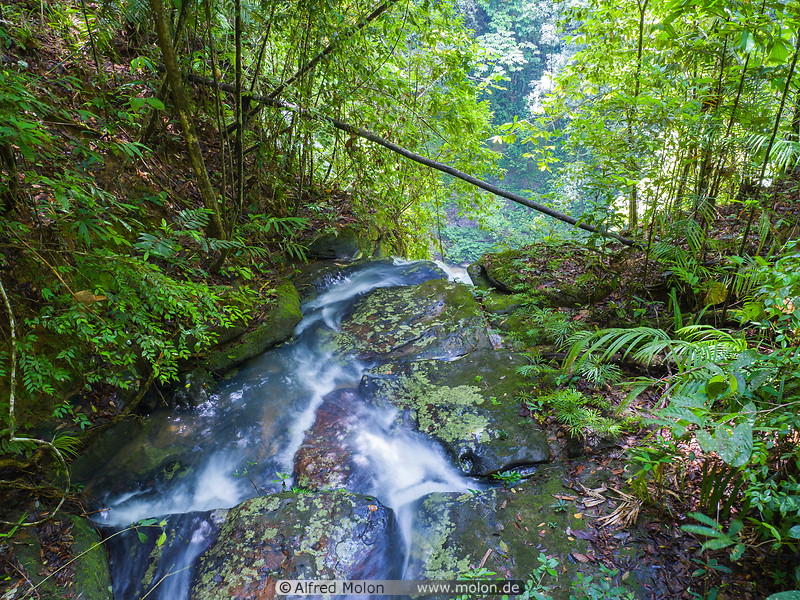21 Forest stream
