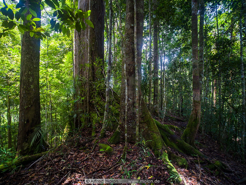 35 Rainforest trees