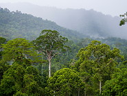 05 Tropical rainforest