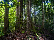 35 Rainforest trees