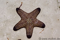 11 Starfish