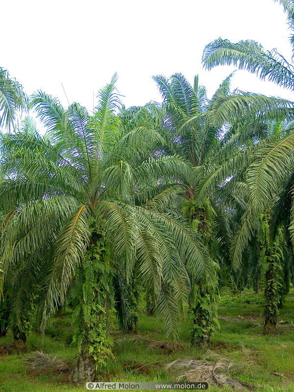 08 Oil palms