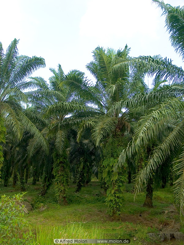 09 Oil palms