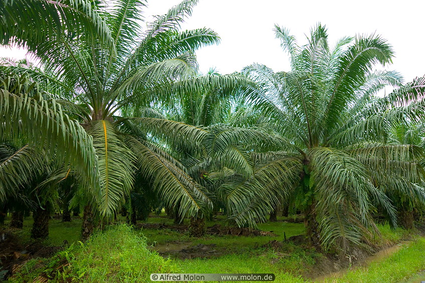 11 Oil palms