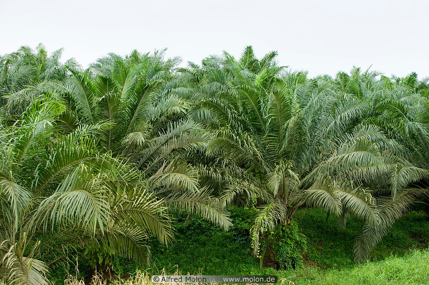 12 Oil palms