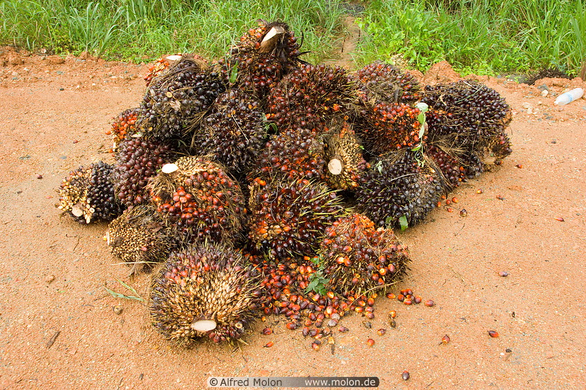 24 Oil palm fruit clusters