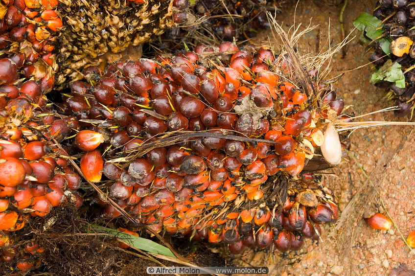 29 Oil palm fruit clusters