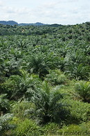 19 Oil palm plantation