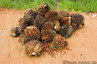 24 Oil palm fruit clusters
