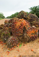 26 Oil palm fruit clusters