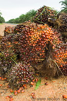 27 Oil palm fruit clusters