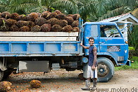 35 Truck carrying oil palm fruit clusters and plantation worker