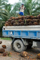 36 Truck carrying oil palm fruit clusters and plantation worker