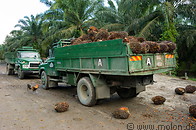 37 Truck carrying oil palm fruit clusters