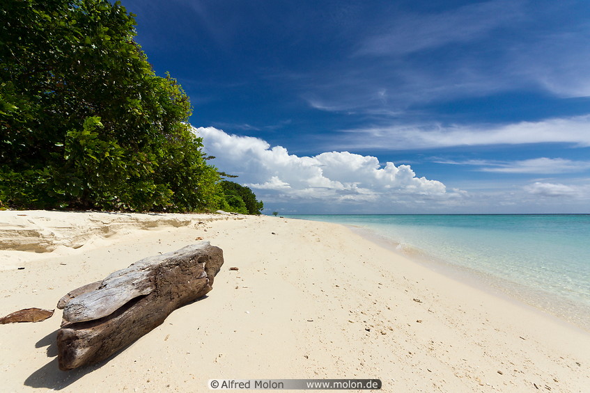 10 Tropical beach and tree trunk