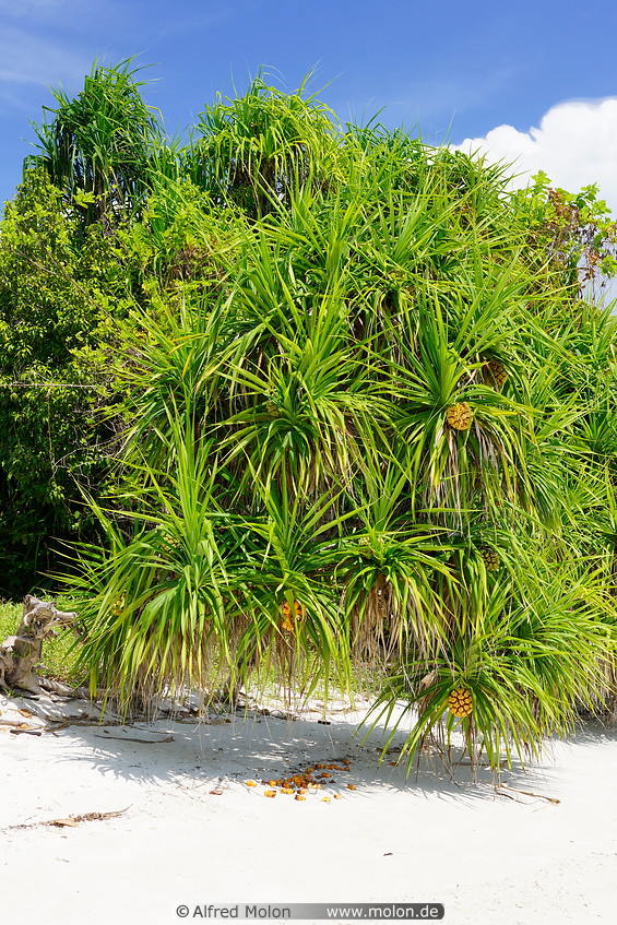 17 Pandanus tectorius beach vegetation