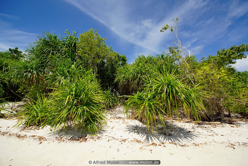 23 Pandanus tectorius beach vegetation
